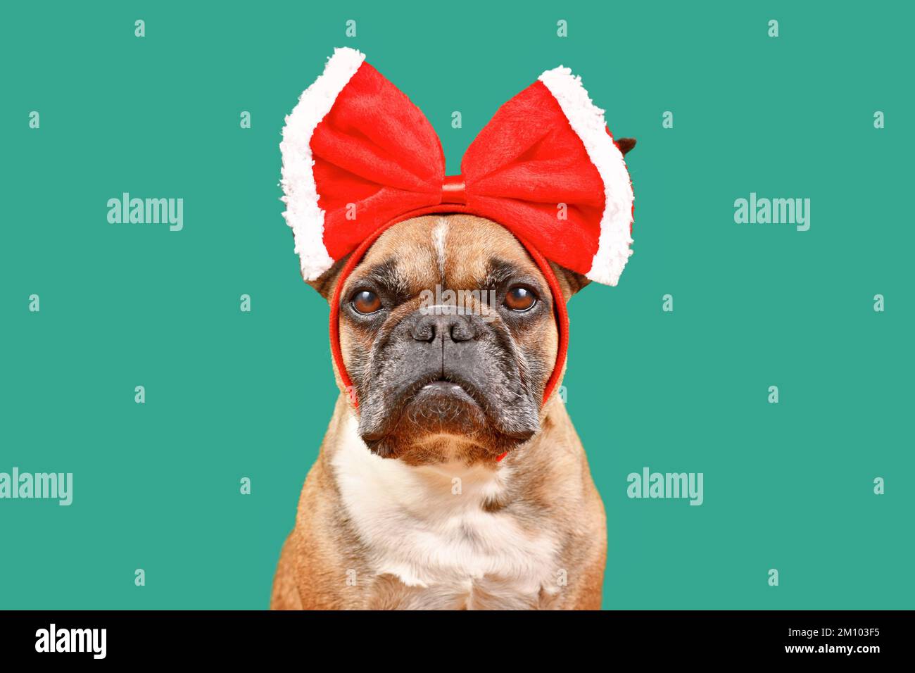 Fauve chien Bulldog français portant un grand ruban rouge de Noël sur la tête sur fond vert Banque D'Images