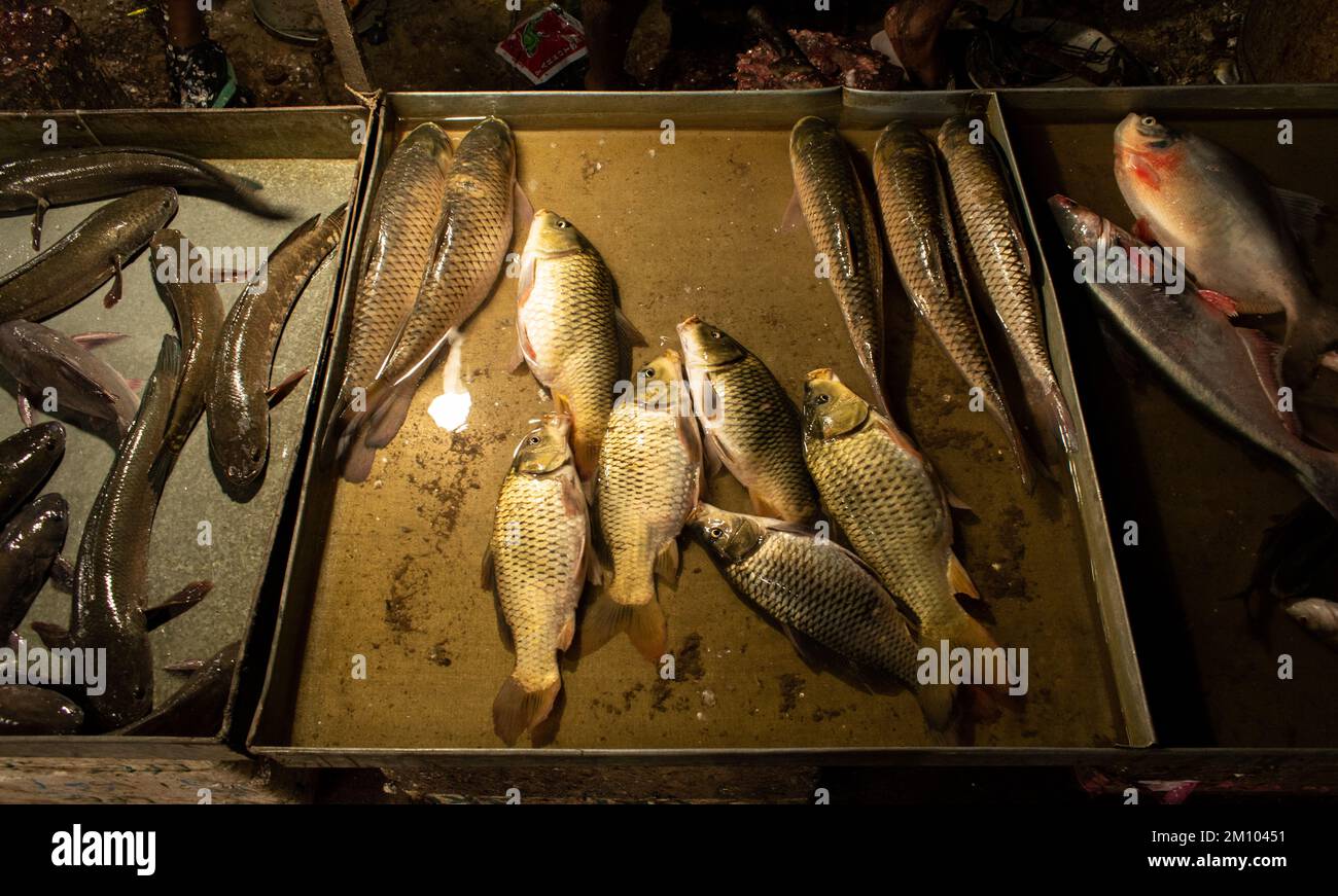 Poisson carpe commun vendu comme nourriture sur un marché local de poissons avec d'autres poissons à Guwahati, Assam, Inde Banque D'Images