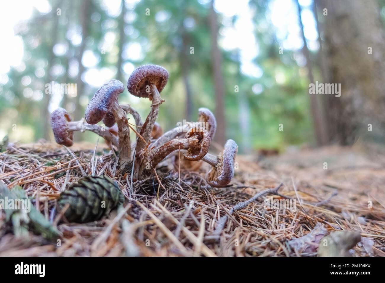 vieux petit champignon entre les aiguilles dans une forêt en automne Banque D'Images
