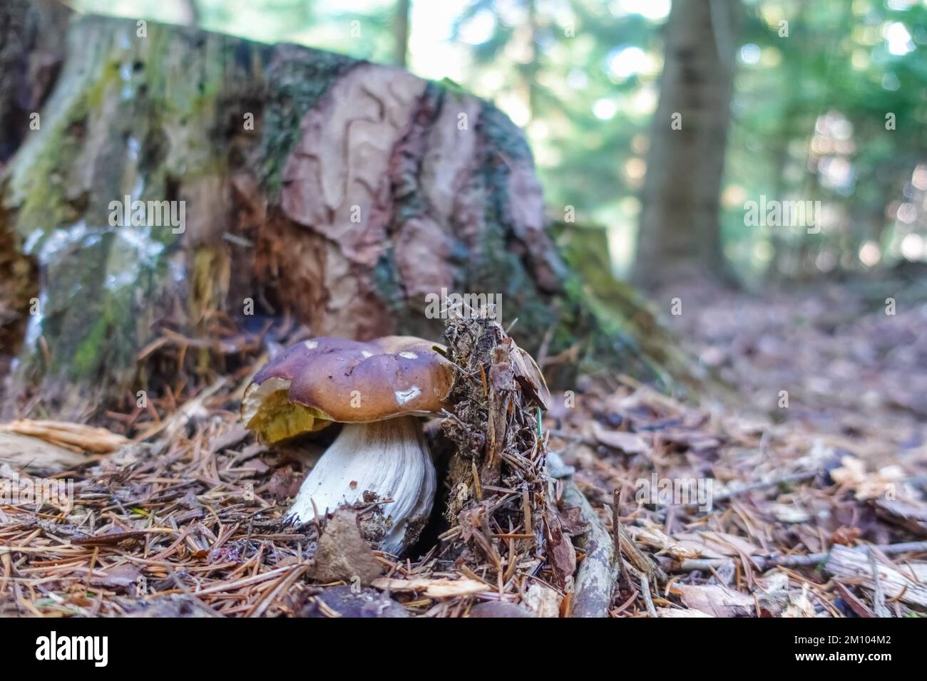 un champignon unique et savoureux entre les aiguilles en automne Banque D'Images