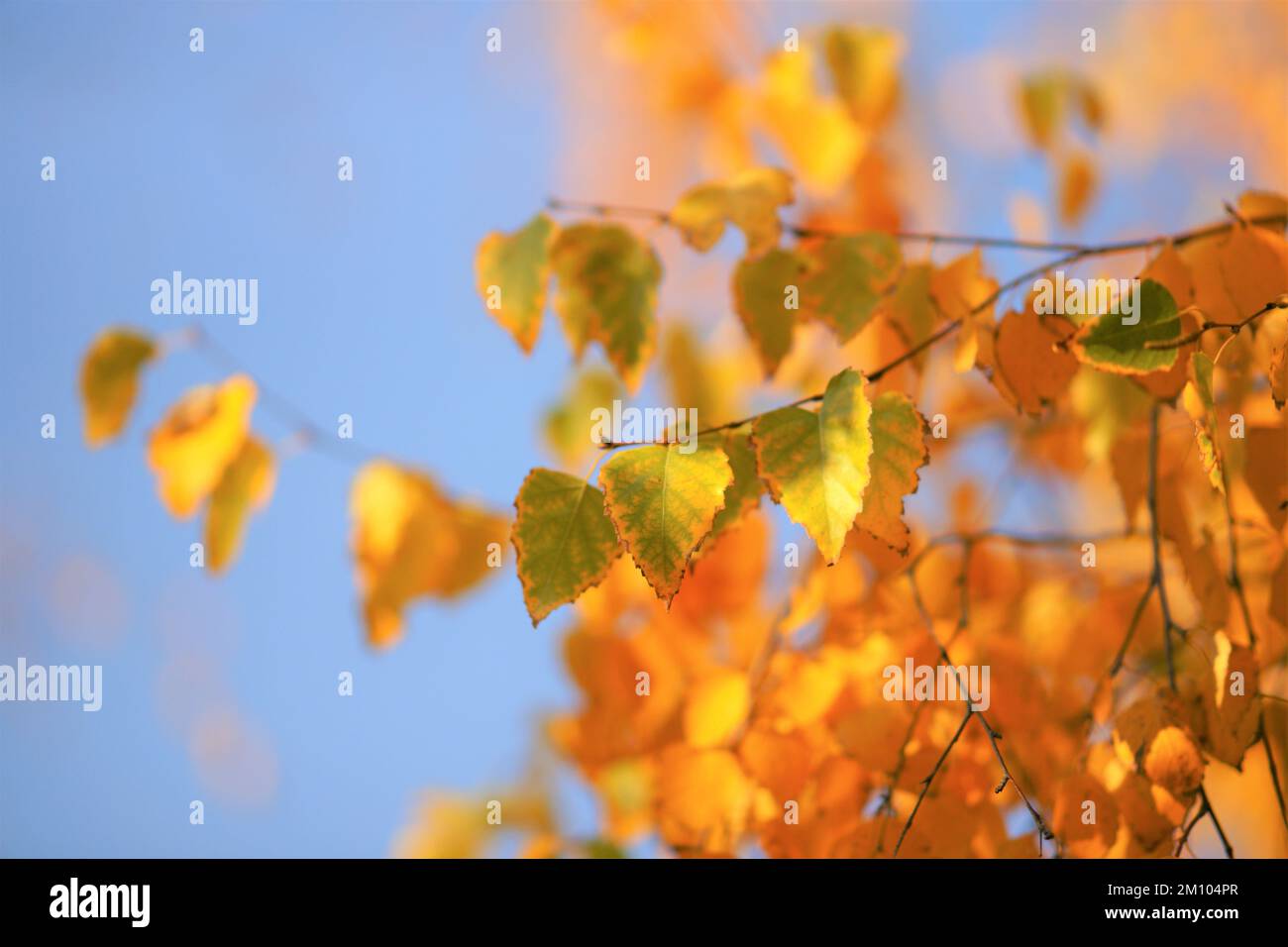 Bouleau avec feuilles d'automne vertes et dorées sur fond bleu ciel. Banque D'Images