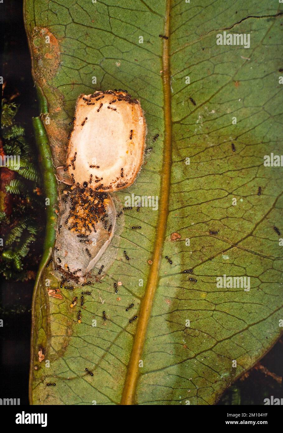 Petits fourmis nichent exposés, Bornéo, Sarawak, Malaisie orientale Banque D'Images