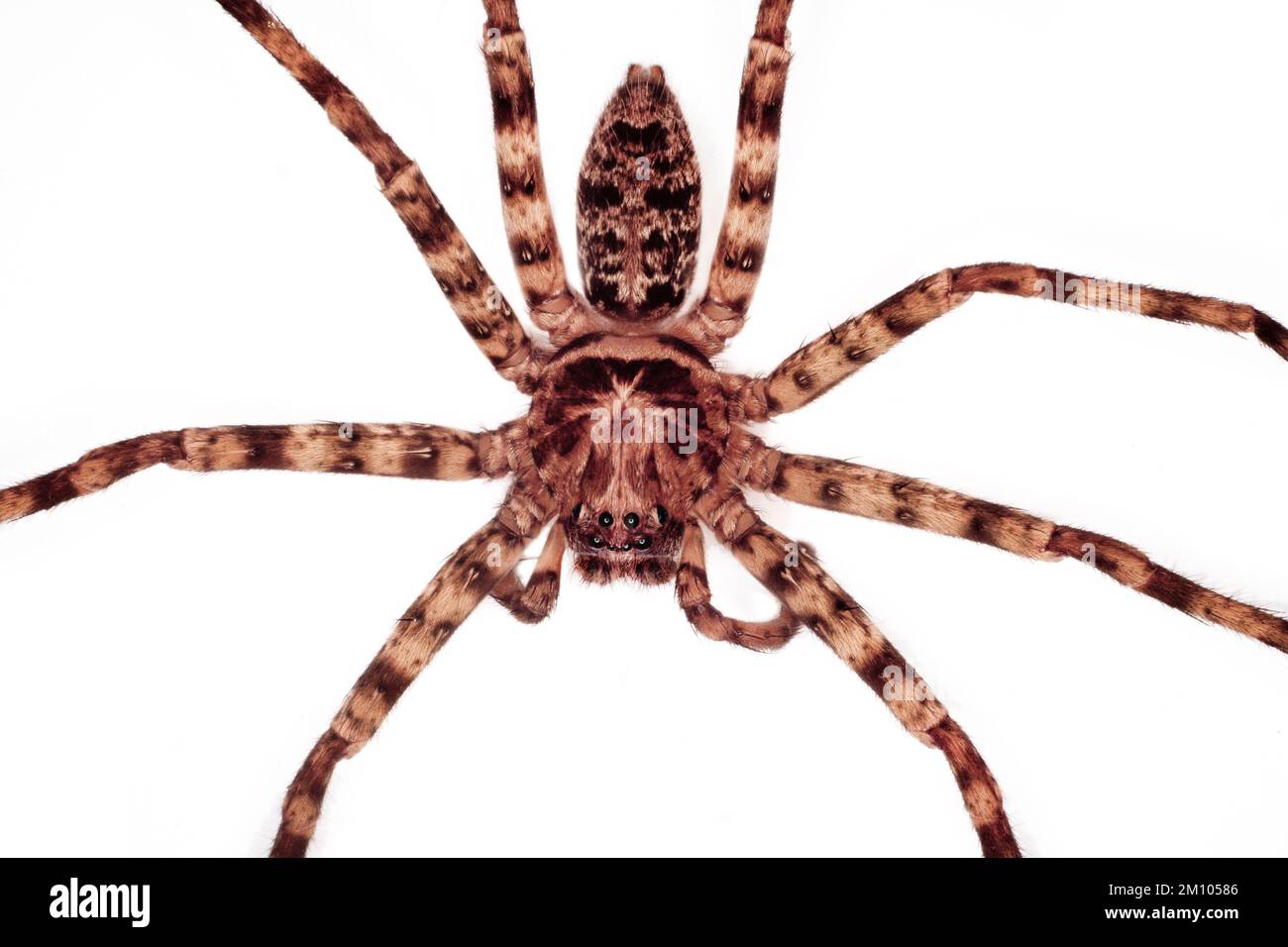 Grande araignée huntsman, vue dorsale en gros plan, Sarawak, Bornéo, Malaisie orientale. Fond blanc, découpe Banque D'Images