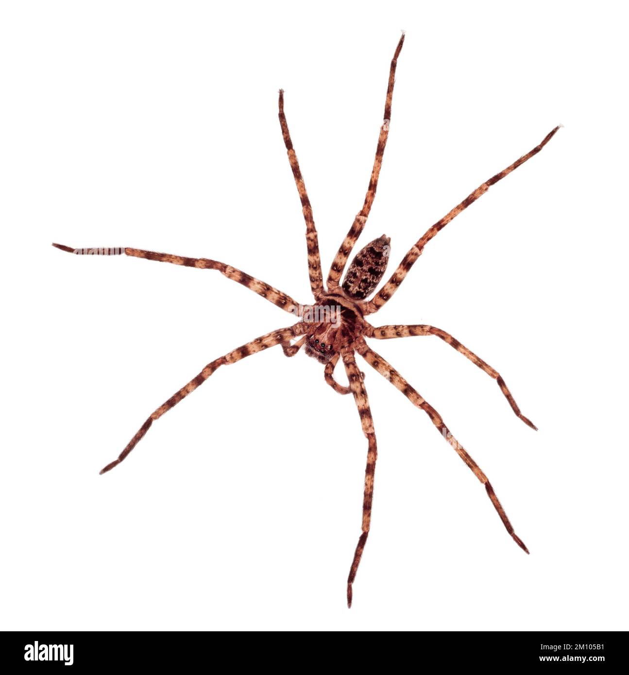Grande araignée huntsman, Sarawak, Bornéo, Malaisie orientale. Fond blanc, découpe Banque D'Images