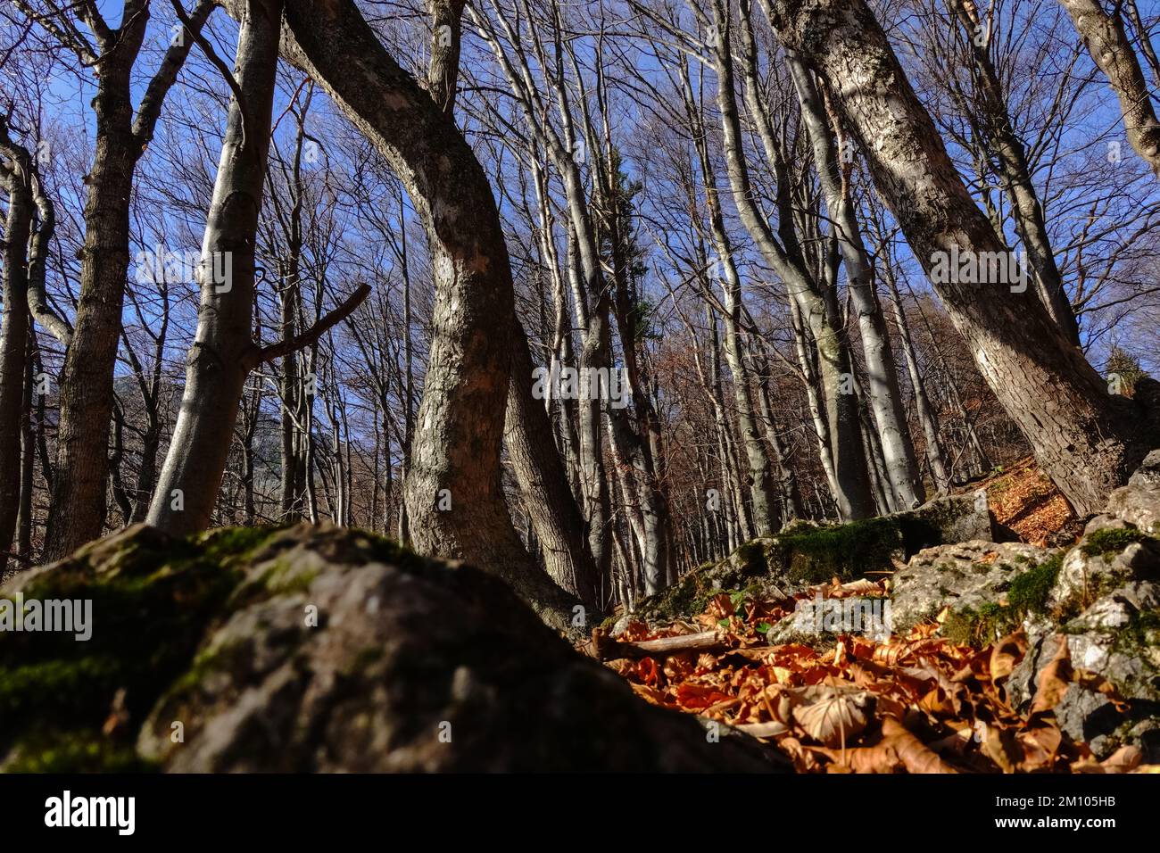 arbres étonnants dans une forêt sur une montagne pendant la randonnée en automne Banque D'Images