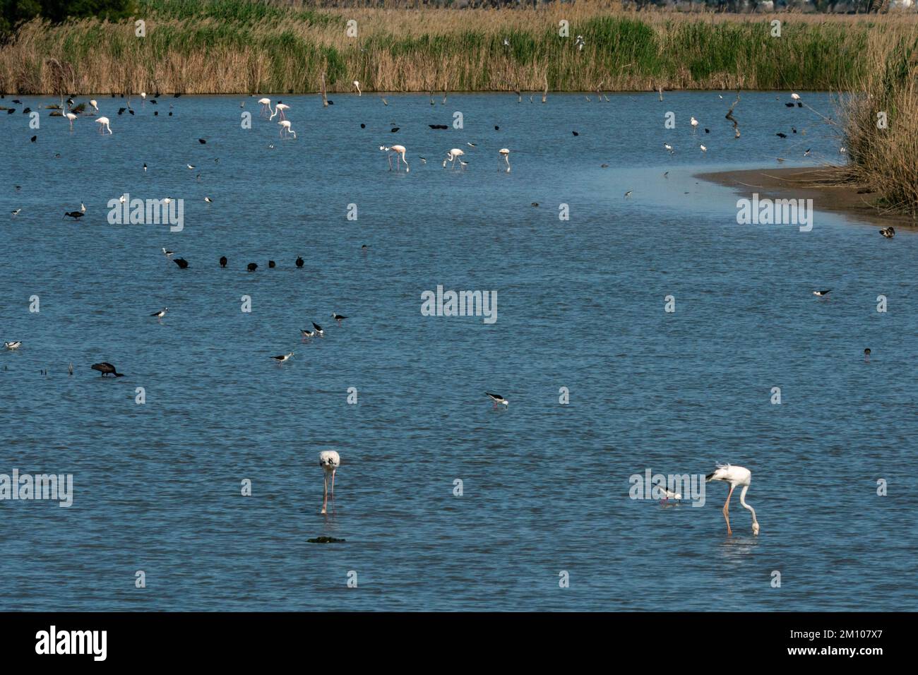 Plusieurs espèces de oiseaux sur une zone humide à Brazo del Este, Donana National & Natural Park, Andalousie, Espagne. Banque D'Images