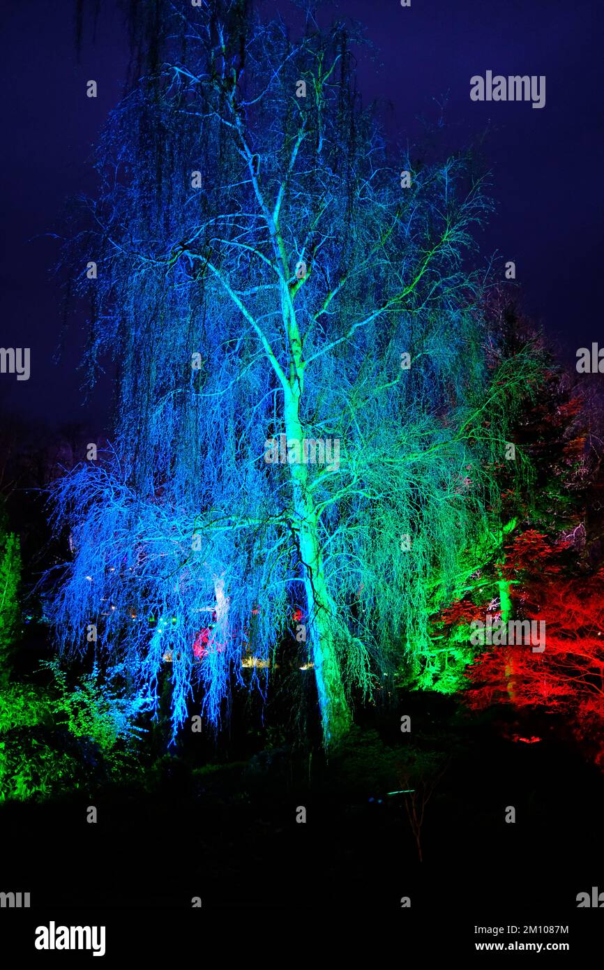 The Glow, illuminations hivernales, RHS Harlow Carr Gardens, Harrogate 2022 Banque D'Images