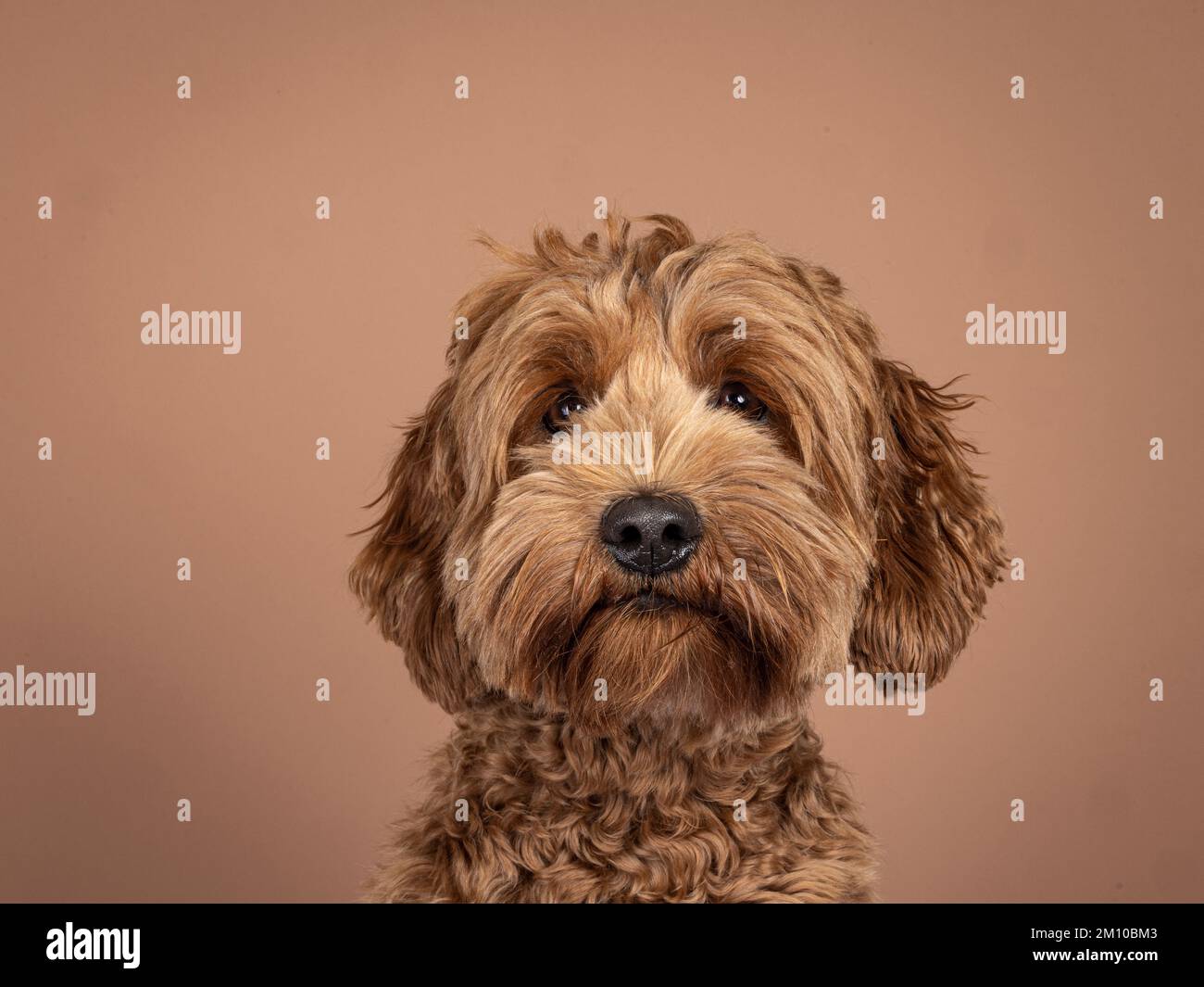 Photo de tête de paysage d'un chien Cobberdog ou d'un chien labradoodle brun. L'air amical envers l'appareil photo. Isolé sur fond marron. Banque D'Images