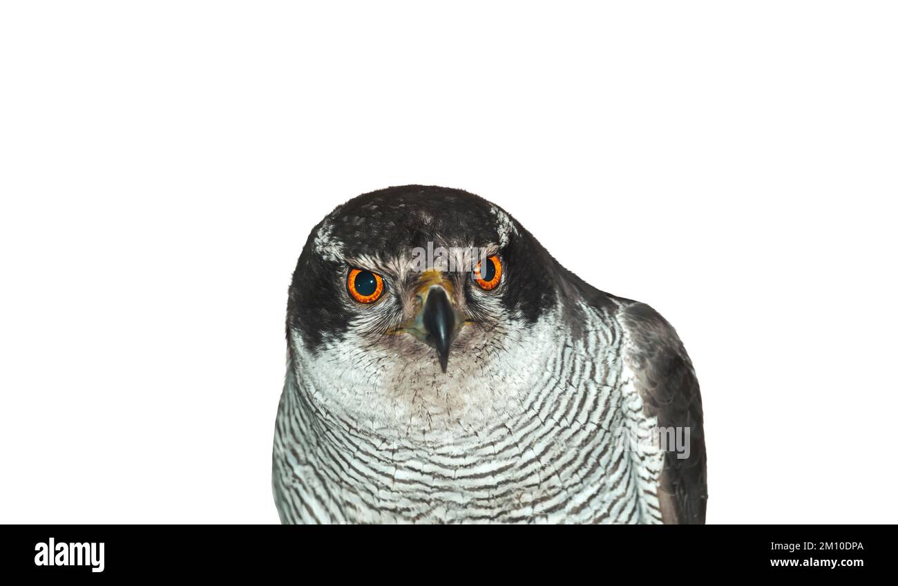 portrait en gros plan goshawk isolé sur fond blanc Banque D'Images