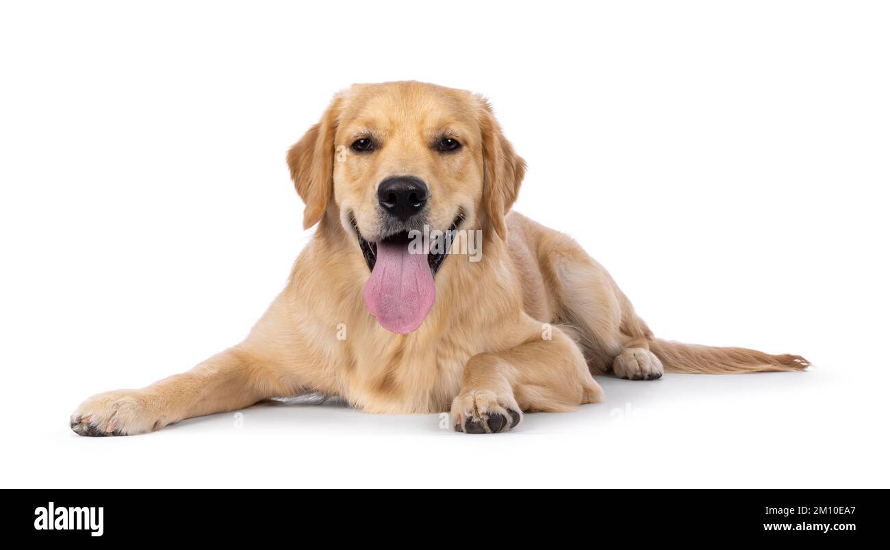 Jeune chien adulte Golden Retriever, allongé vers l'avant avec une longue langue vers l'extérieur. En regardant vers l'appareil photo. Isolé sur un fond blanc. Banque D'Images