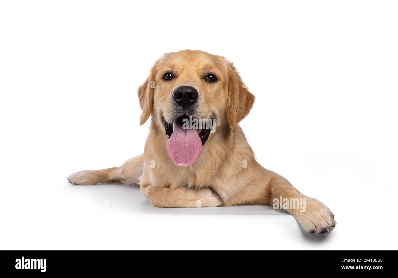 Jeune chien adulte Golden Retriever, allongé vers l'avant avec une longue langue vers l'extérieur. En regardant vers l'appareil photo. Isolé sur un fond blanc. Banque D'Images