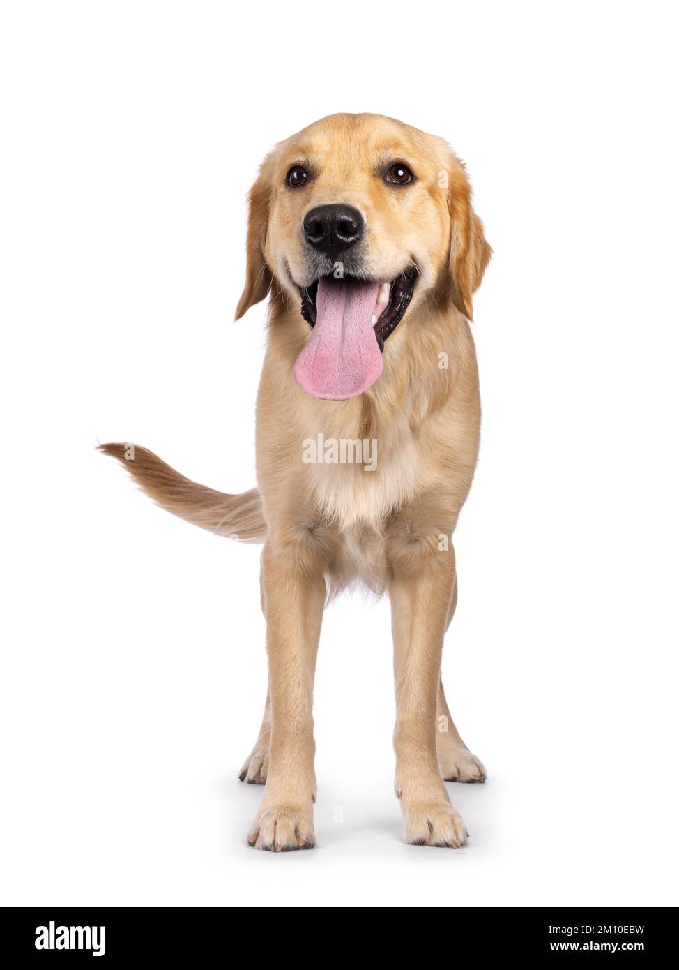 Jeune chien adulte Golden Retriever, debout face à l'avant avec une longue langue vers l'extérieur. En regardant vers l'appareil photo. Isolé sur un fond blanc. Banque D'Images