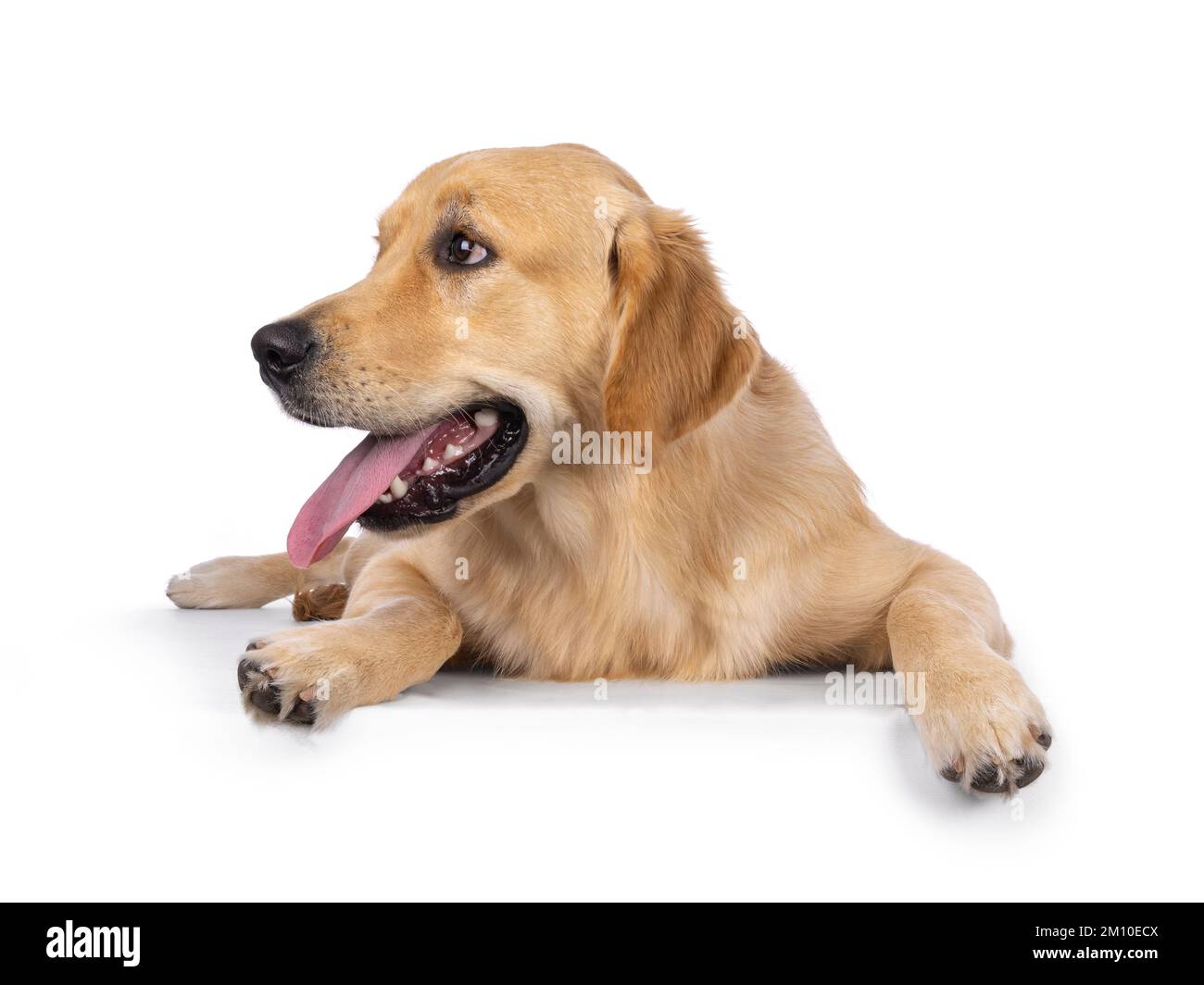 Jeune chien adulte Golden Retriever, allongé vers l'avant avec une longue langue vers l'extérieur. Regarder les côtés loin de l'appareil photo. Isolé sur un backgroun blanc Banque D'Images