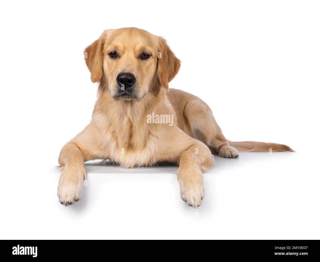 Jeune chien Golden Retriever, allongé sur le bord avant. En regardant vers l'appareil photo. Isolé sur un fond blanc. Banque D'Images
