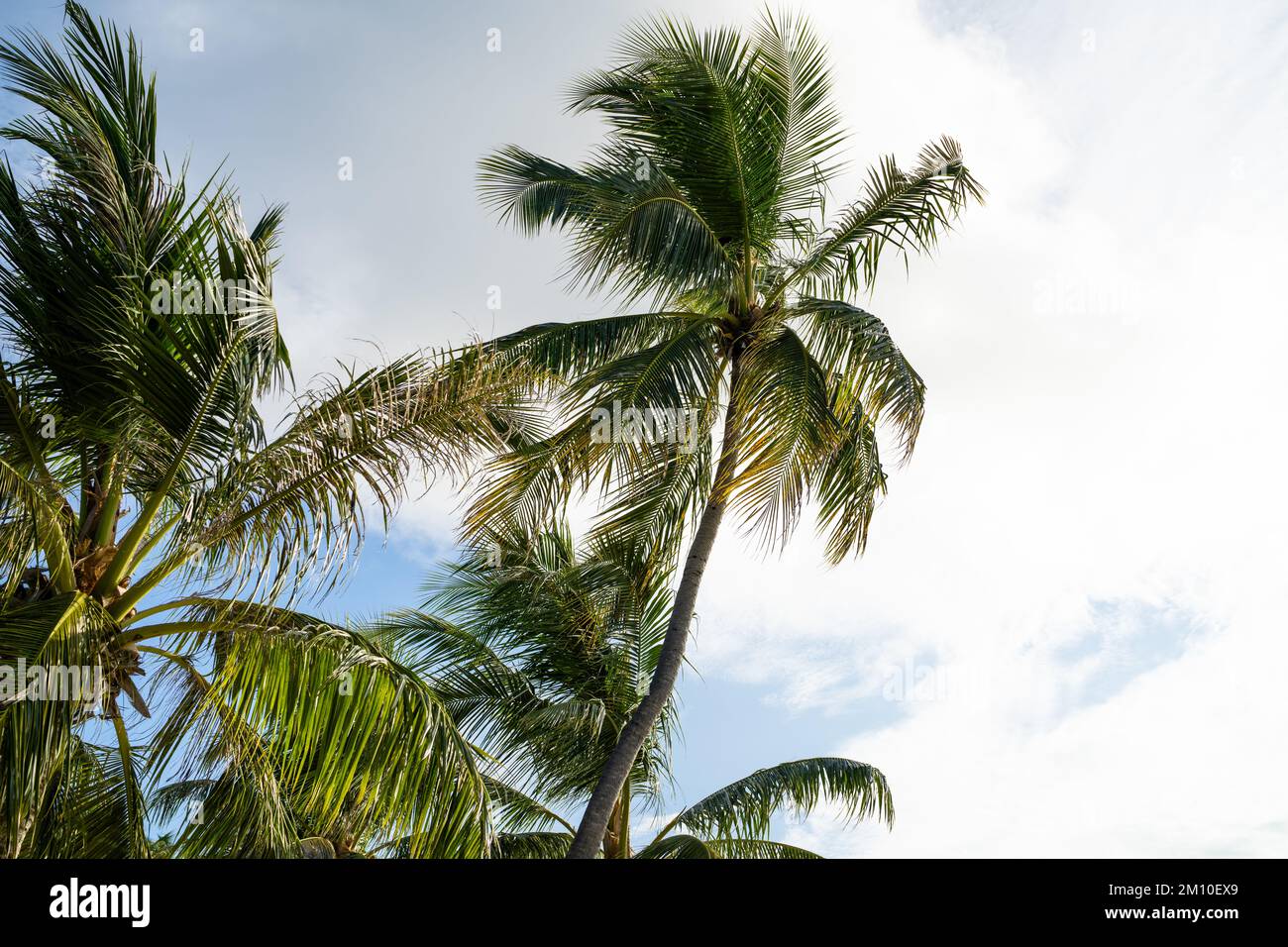 Les feuilles des arbres de noix de coco verte contre le ciel Banque D'Images