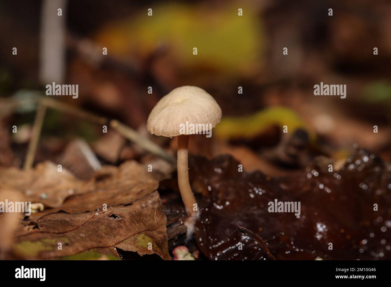 Pilze im Herbst Banque D'Images
