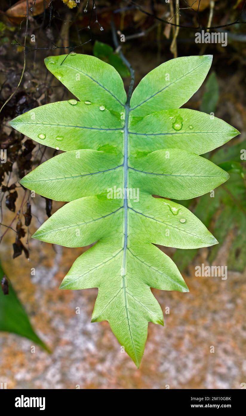 Feuille de fougères du serpent doré (Phlebodium aureum ou Polypodium aureum) sur le jardin tropical Banque D'Images