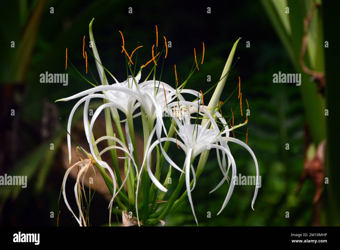 Feuilles blanches en forme de Starry Hymenocallis (Spider Lily) Flowerheads cultivés à l'Eden Project, Cornwall, Angleterre, Royaume-Uni. Banque D'Images