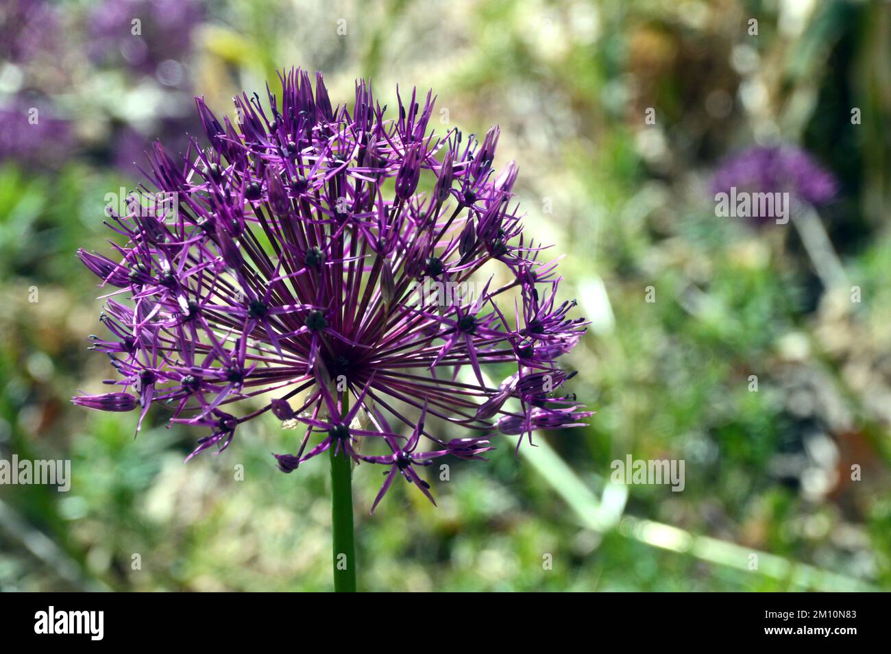 Grande Allium unique 'Purple Rain' Flower head cultivé à l'Eden Project, Cornwall, Angleterre, Royaume-Uni. Banque D'Images