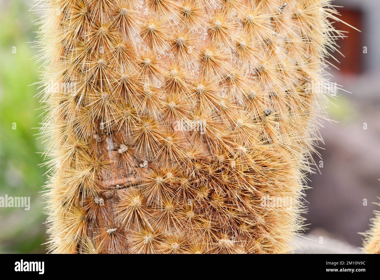 Détail des épines jaunâtres existantes sur le tronc d'un cactus Banque D'Images