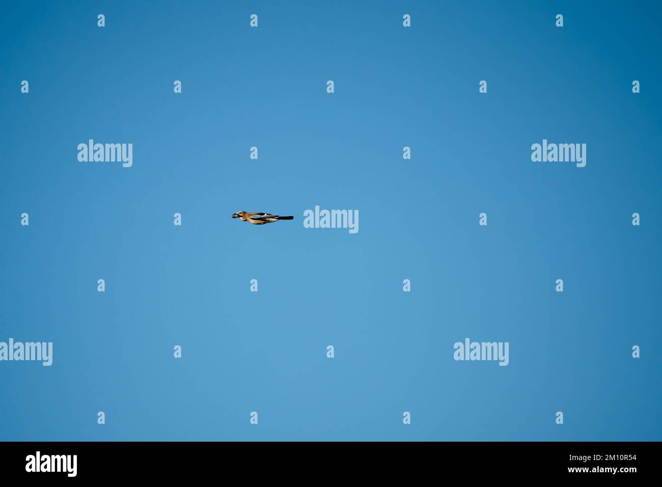 Un jay (Garrulus glandarius) en vol, ciel bleu d'automne clair, Wiltshire Royaume-Uni Banque D'Images