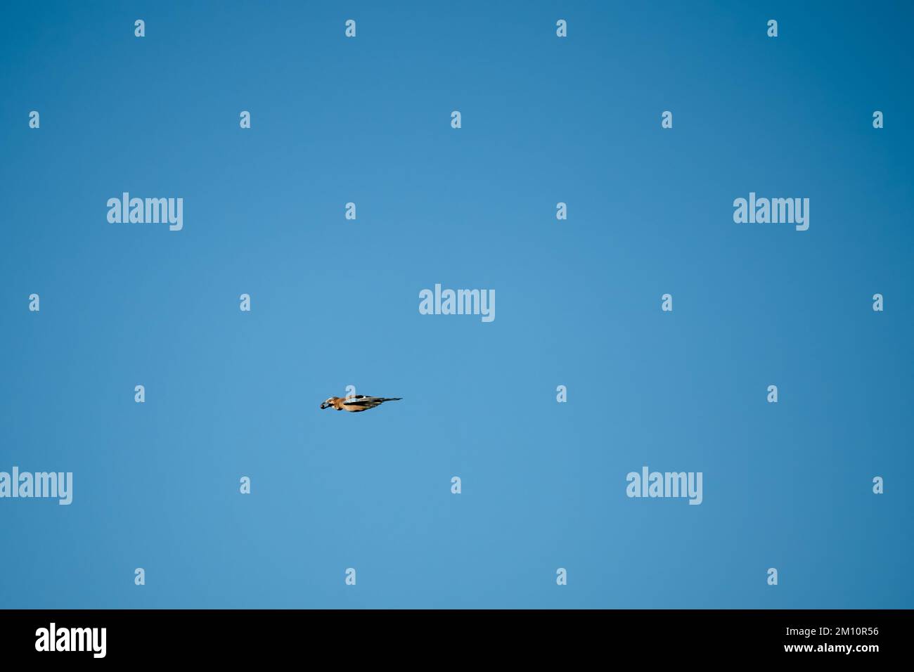 Un jay (Garrulus glandarius) en vol, ciel bleu d'automne clair, Wiltshire Royaume-Uni Banque D'Images