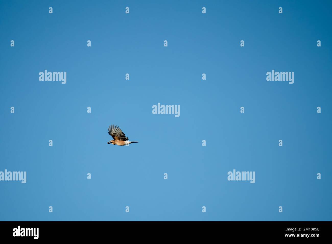 Un jay (Garrulus glandarius) en vol, ciel bleu d'automne clair, Wiltshire Royaume-Uni Banque D'Images