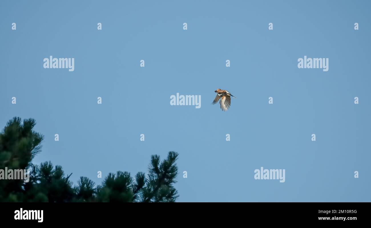 Un jay (Garrulus glandarius) en vol, ciel bleu d'automne clair, Wiltshire Royaume-Uni Banque D'Images