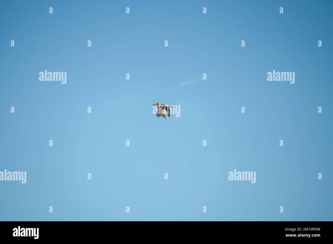 Un jay (Garrulus glandarius) en vol, ciel bleu d'automne clair, Wiltshire Royaume-Uni Banque D'Images