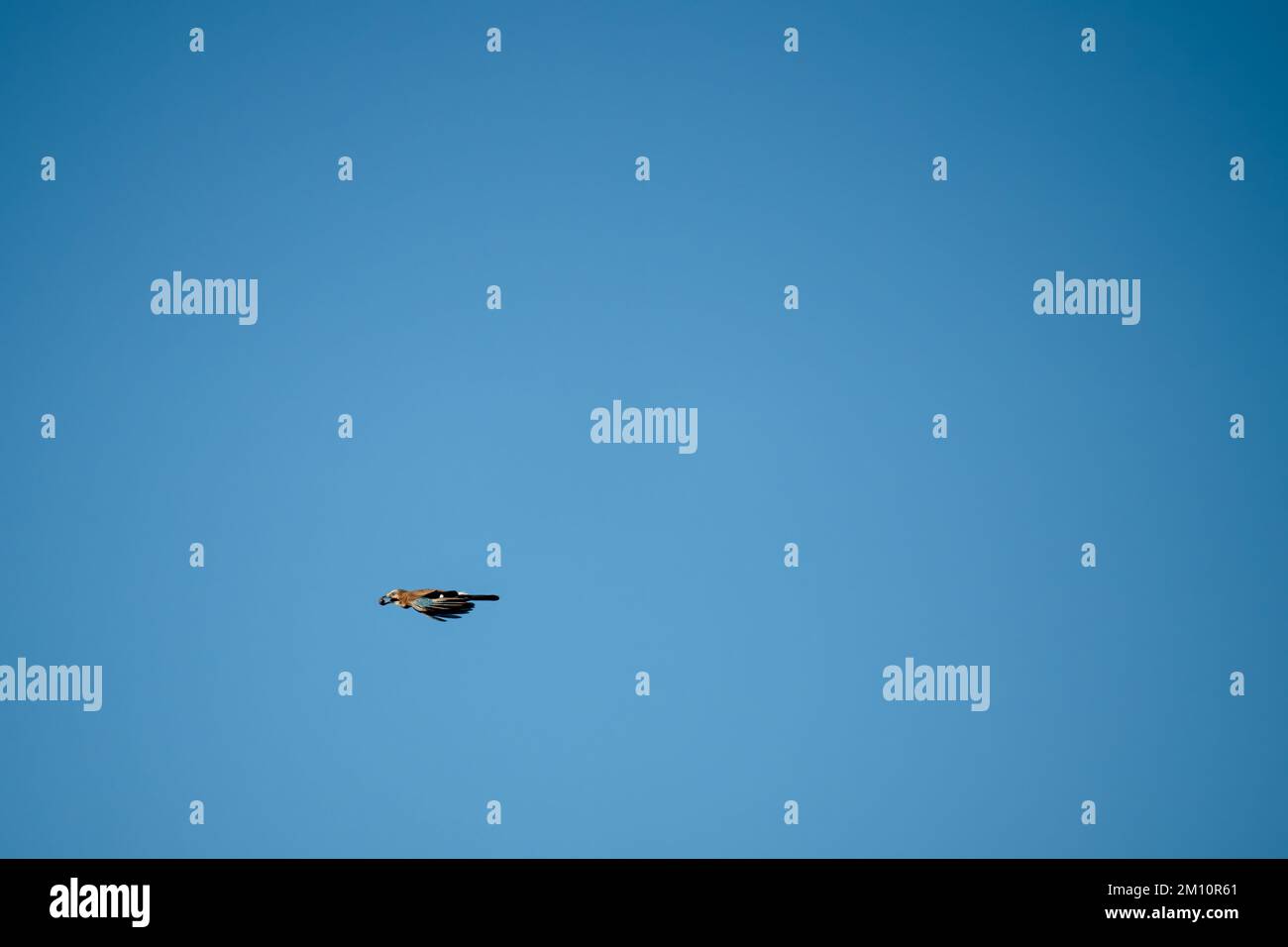 Un jay (Garrulus glandarius) en vol, ciel bleu d'automne clair, Wiltshire Royaume-Uni Banque D'Images