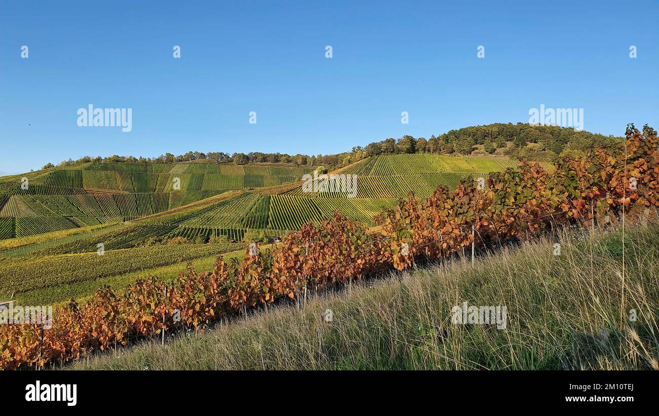 Région viticole et paysages naturels aux vignes colorées en automne autour de Stuttgart à Baden Wuerttemberg Banque D'Images