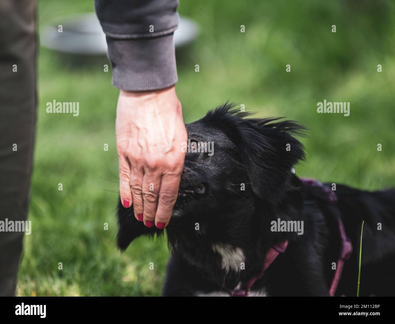 petit chien noir jouant dans le jardin Banque D'Images