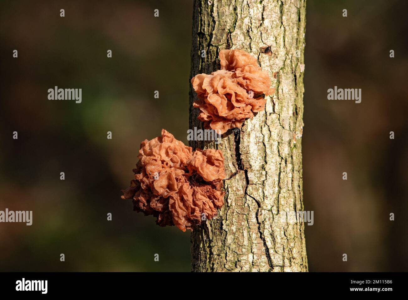 Champignons Tremellaceae sur un tronc d'arbre, Arnside, Milnthorpe, Cumbria, Royaume-Uni Banque D'Images