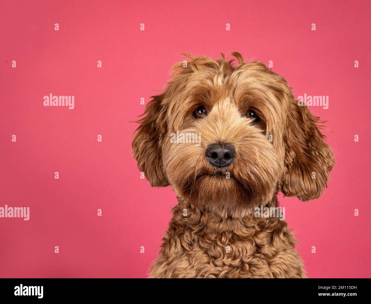 Photo de tête de paysage d'un chien Cobberdog ou d'un chien labradoodle brun. L'air amical envers l'appareil photo. Isolé sur fond marron. Banque D'Images