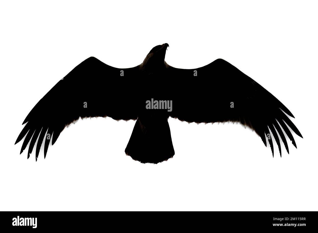 L'aigle tawny vole silhouetté contre le ciel lumineux Banque D'Images