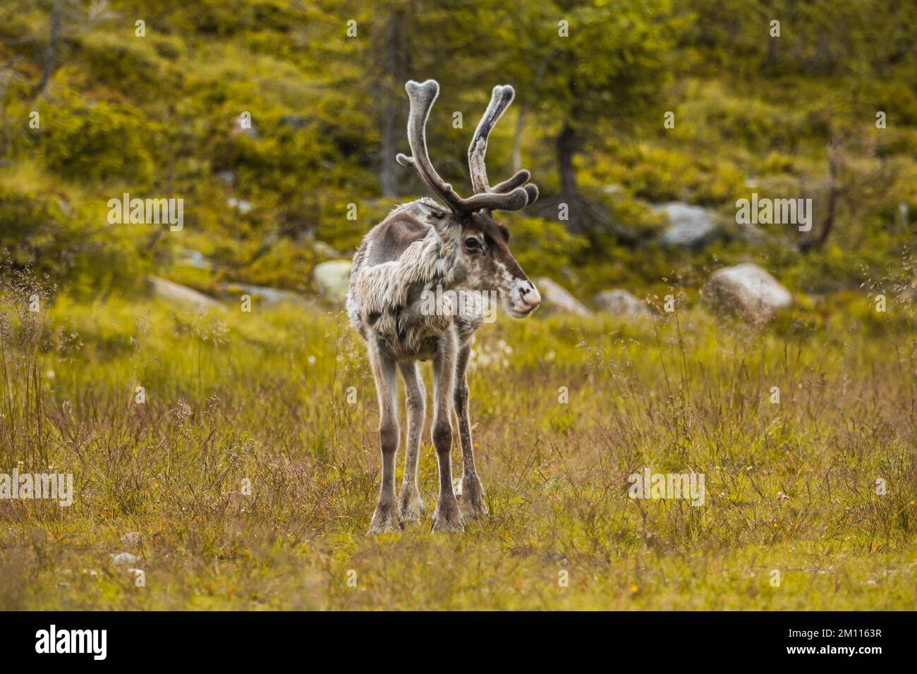 Un renne debout dans le champ vert Banque D'Images