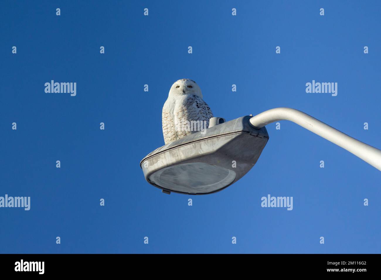 Un hibou enneigé se trouve sur un lampadaire en hiver, en arpentant les environs Banque D'Images