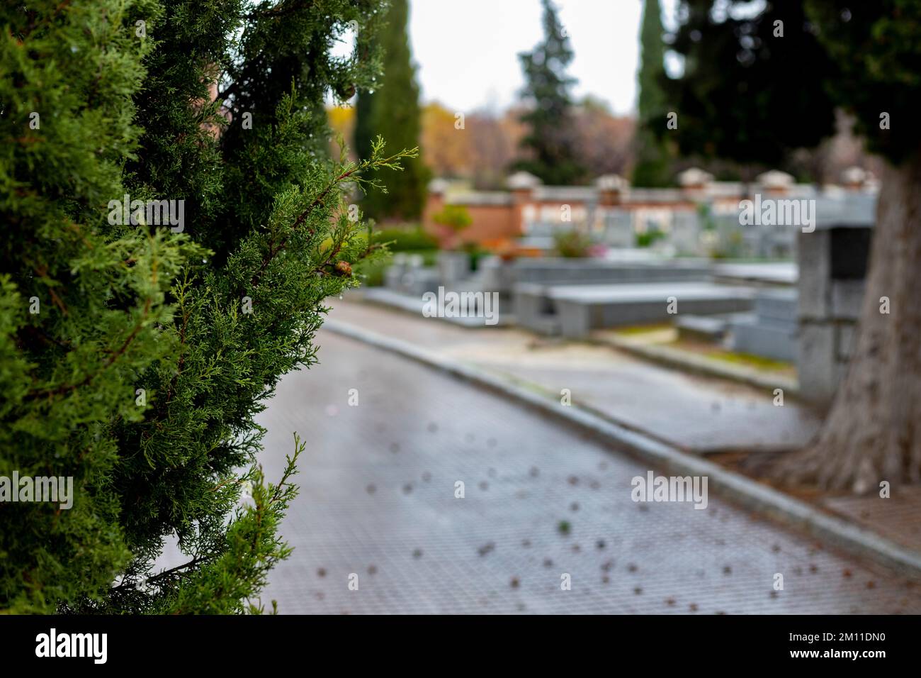 Cimetière. Cemenetery. Tombes grises et blanches à côté de quelques pins. Concept terrifiant. Un endroit effrayant. Madrid, en Espagne, Photographie. Banque D'Images