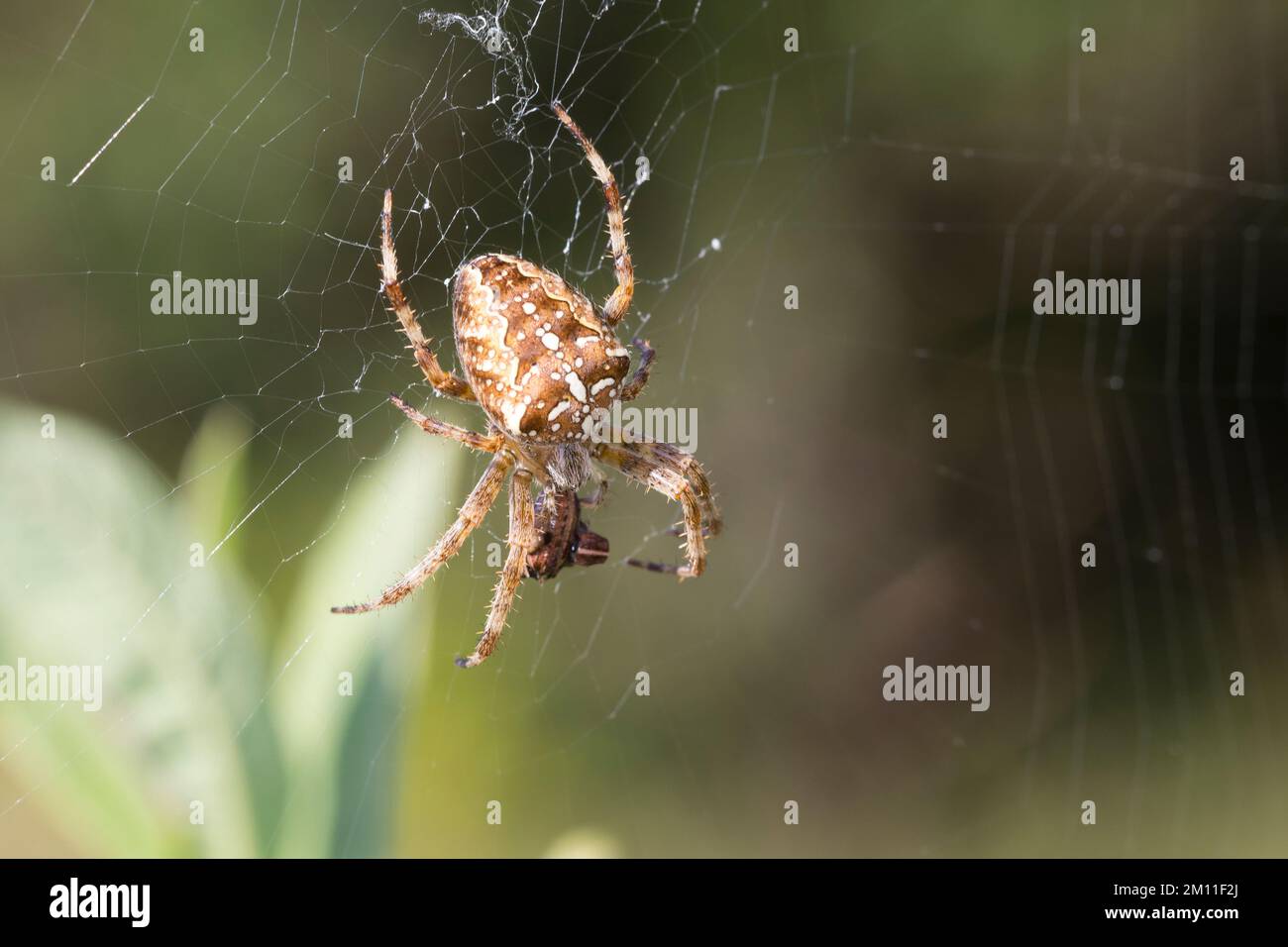 Garten-Kreuzspinne, Gartenkreuzspinne, Gemeine Kreuzspinne, Araneus diadematus, cross orbweaver, Araignée de jardin européenne, araignée croisée, araignée de diadème, Banque D'Images