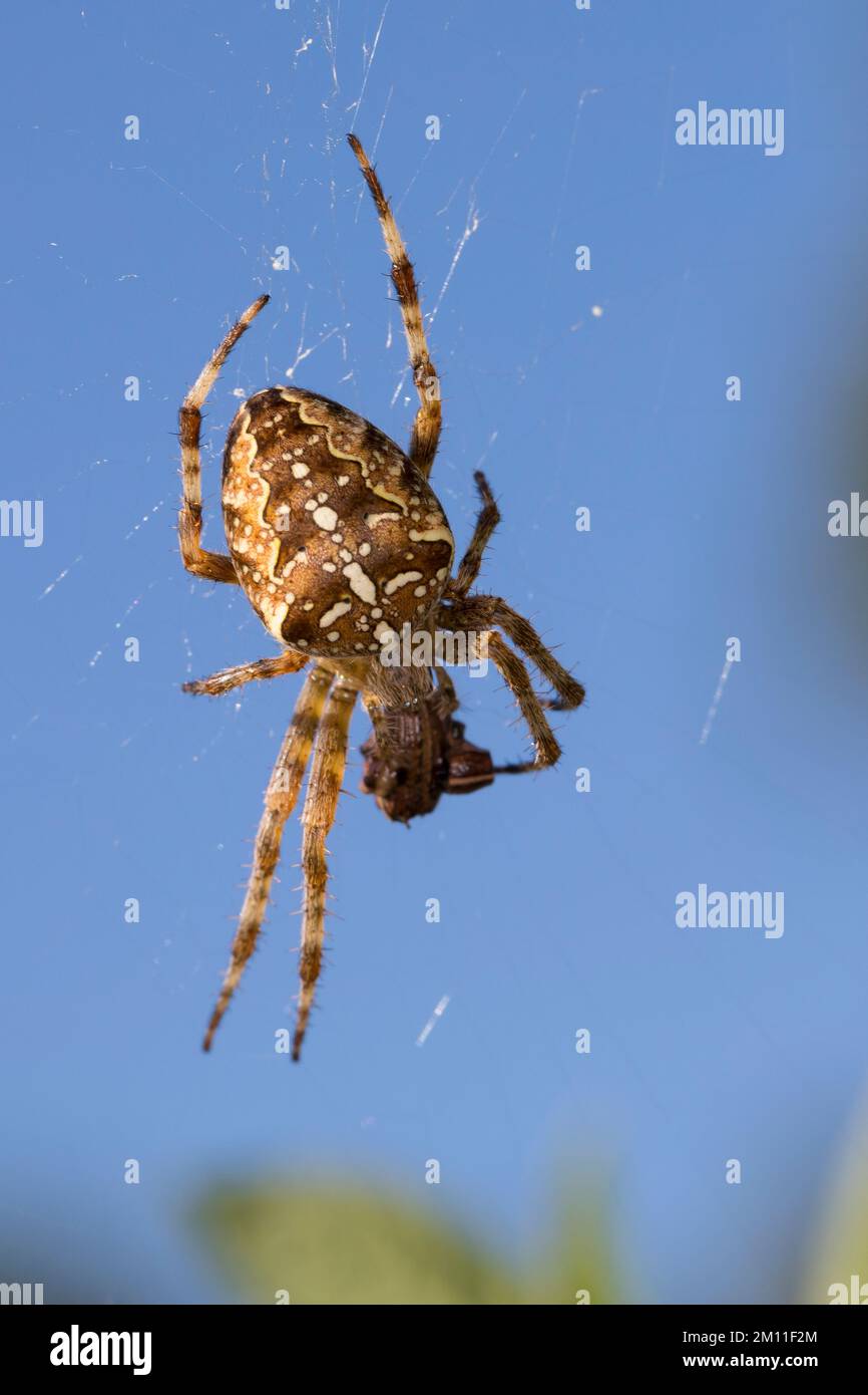Garten-Kreuzspinne, Gartenkreuzspinne, Gemeine Kreuzspinne, Araneus diadematus, cross orbweaver, Araignée de jardin européenne, araignée croisée, araignée de diadème, Banque D'Images