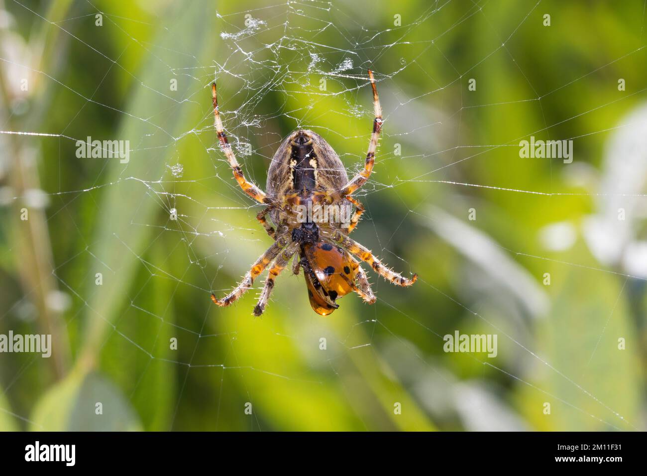 Garten-Kreuzspinne, Gartenkreuzspinne, Gemeine Kreuzspinne, Weibchen mit erbeutetem Marienkäfer, Beute, Araneus diadematus, cross orbweaver, européen Banque D'Images