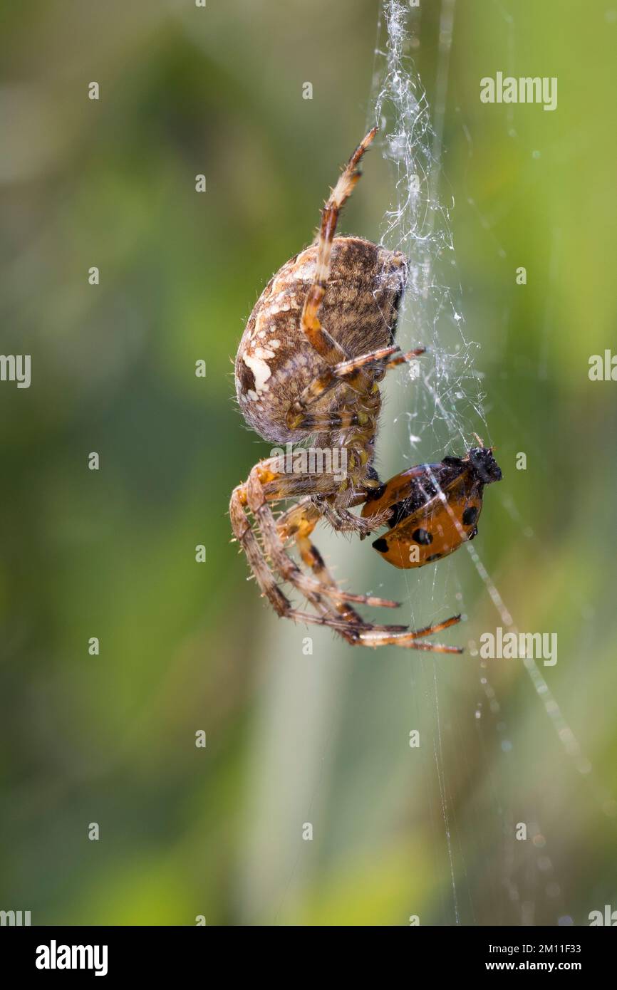 Garten-Kreuzspinne, Gartenkreuzspinne, Gemeine Kreuzspinne, Weibchen mit erbeutetem Marienkäfer, Beute, Araneus diadematus, cross orbweaver, européen Banque D'Images