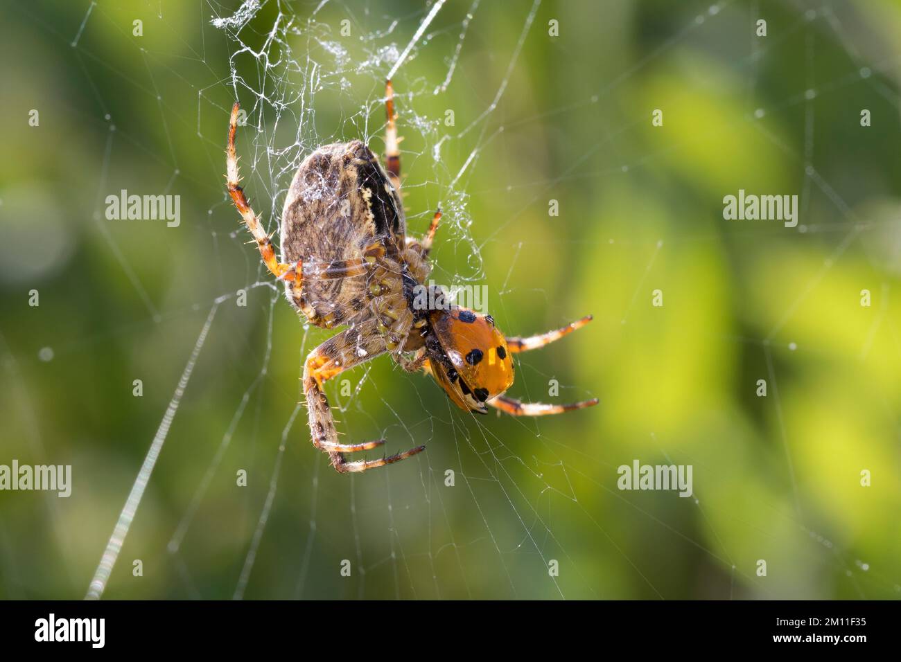 Garten-Kreuzspinne, Gartenkreuzspinne, Gemeine Kreuzspinne, Weibchen mit erbeutetem Marienkäfer, Beute, Araneus diadematus, cross orbweaver, européen Banque D'Images