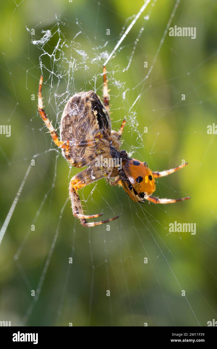 Garten-Kreuzspinne, Gartenkreuzspinne, Gemeine Kreuzspinne, Weibchen mit erbeutetem Marienkäfer, Beute, Araneus diadematus, cross orbweaver, européen Banque D'Images