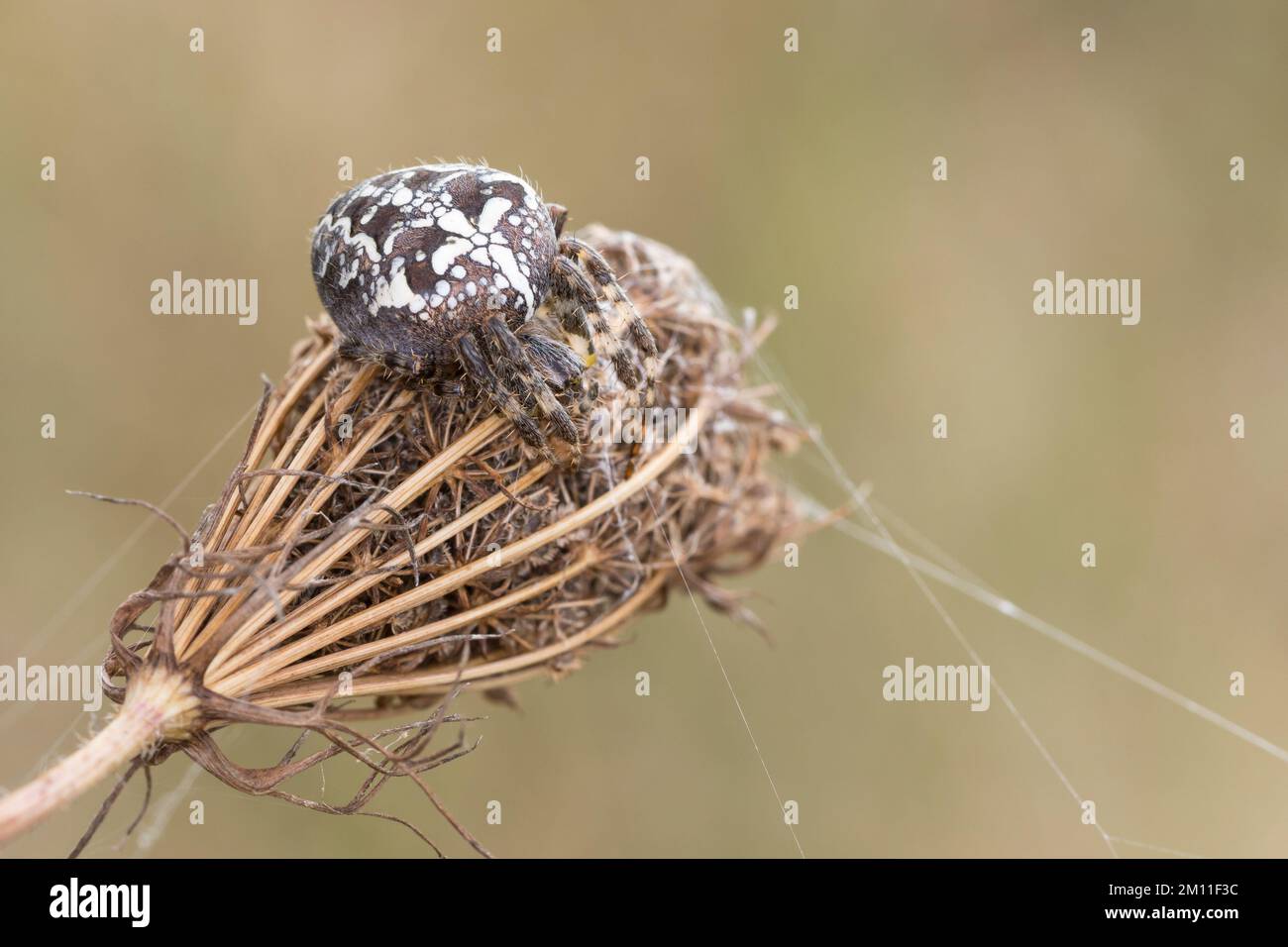 Garten-Kreuzspinne, Gartenkreuzspinne, Gemeine Kreuzspinne, Araneus diadematus, cross orbweaver, araignée de jardin européenne, araignée de jardin, araignée de croix, Banque D'Images