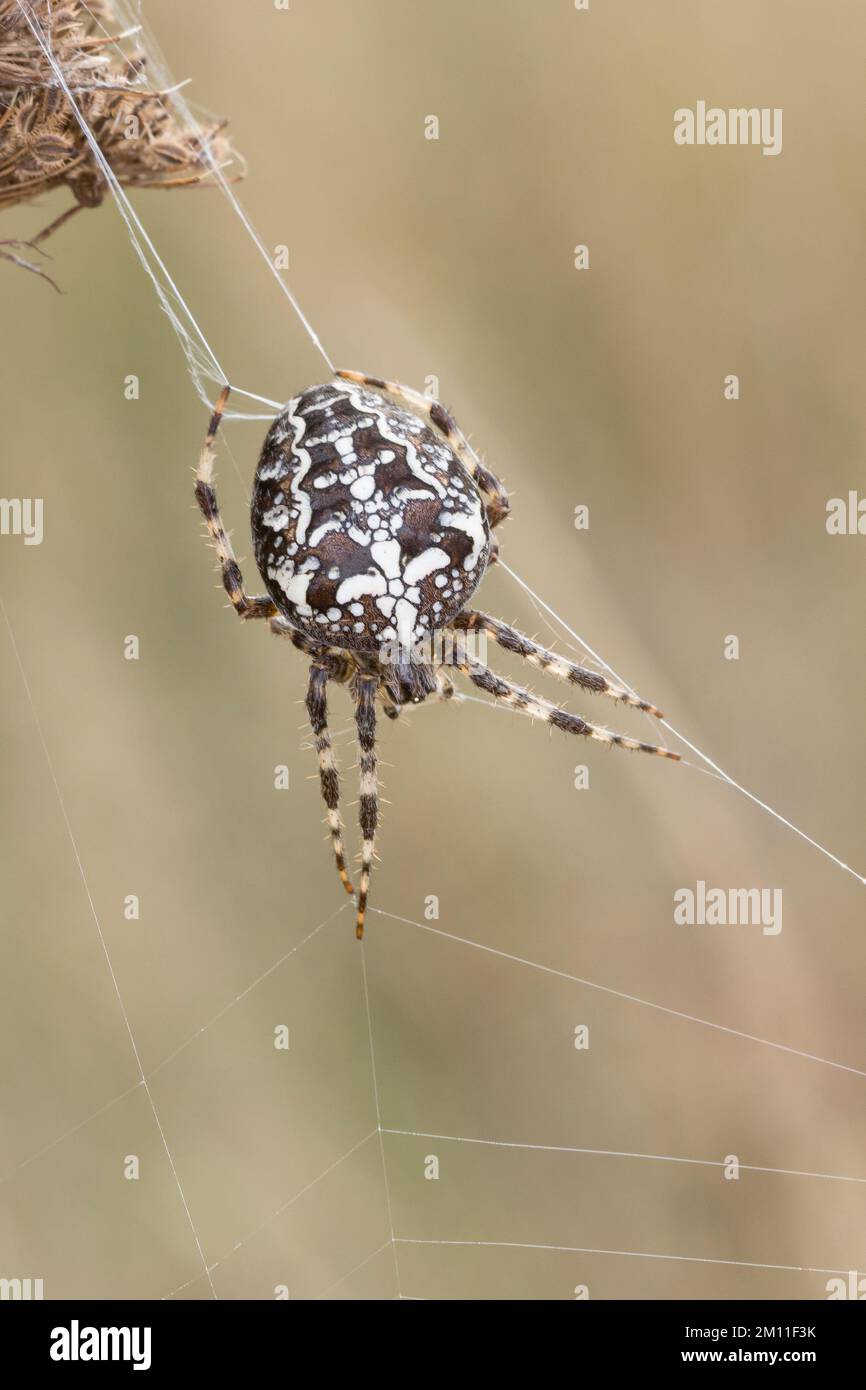 Garten-Kreuzspinne, Gartenkreuzspinne, Gemeine Kreuzspinne, Araneus diadematus, cross orbweaver, araignée de jardin européenne, araignée de jardin, araignée de croix, Banque D'Images
