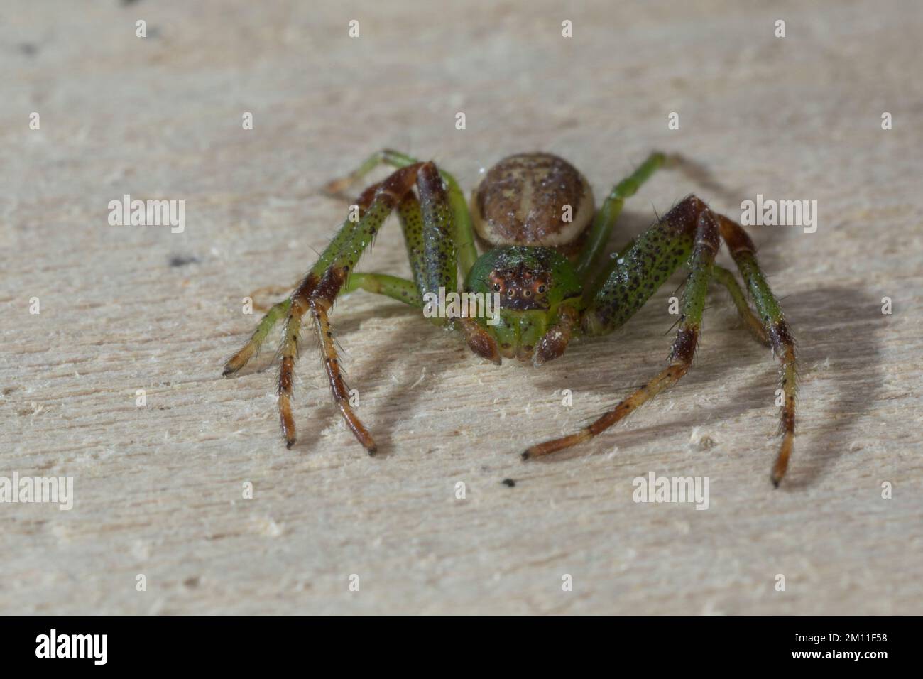 Grüne Krabbenspinne Grünbraune, Krabbenspinne, Diaea dorsata, crabe vert, crabe araignée araignée, Krabbenspinnen, Thomisidae, araignées-crabes Banque D'Images