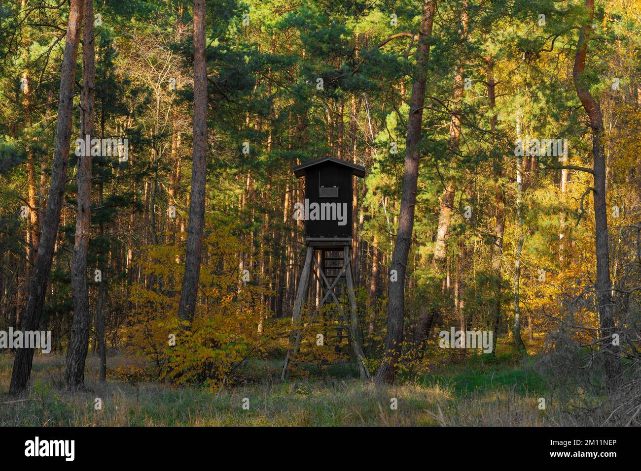 Un haut stand bien caché pour les chasseurs dans une forêt de pins Banque D'Images