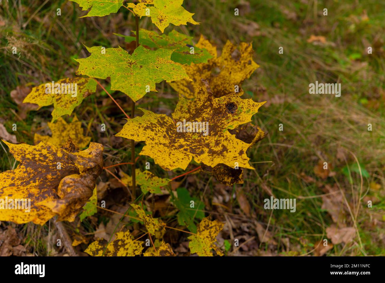 Début de l'automne, jeune érable avec des feuilles décolorées dans la forêt Banque D'Images