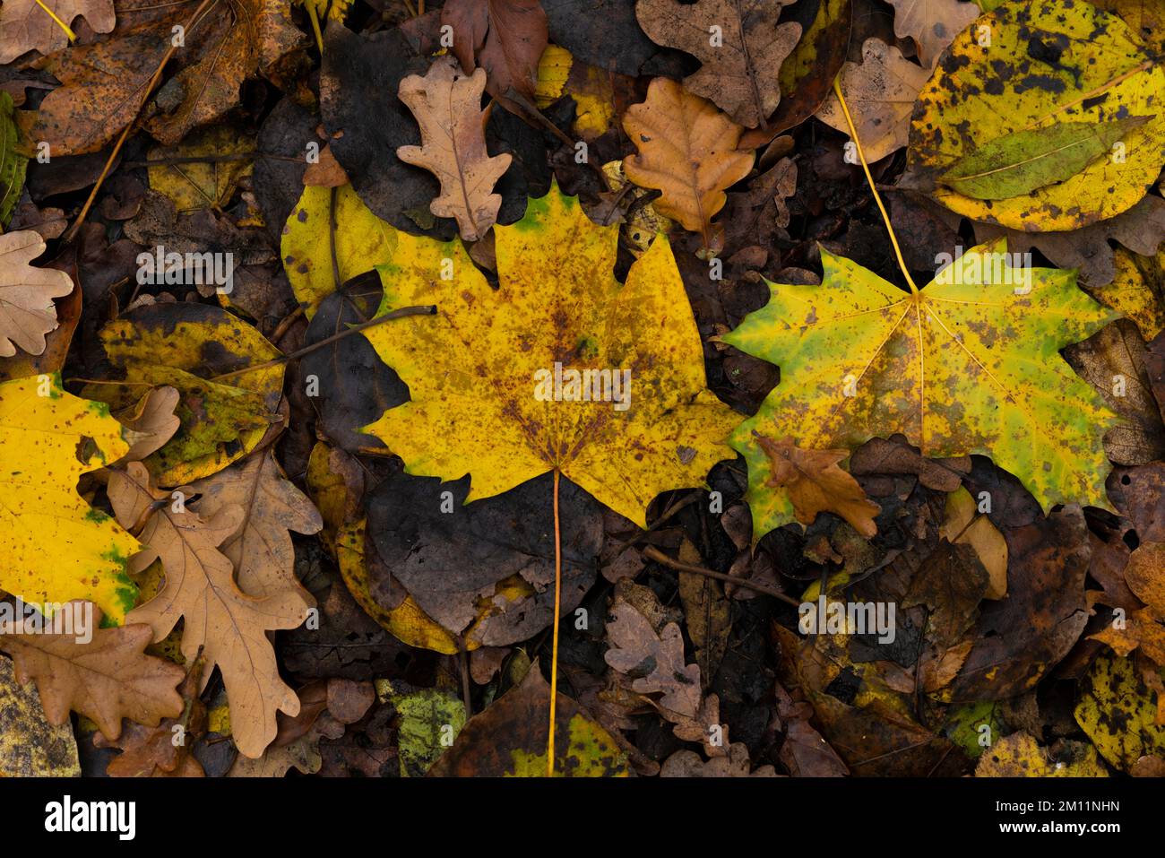 Les feuilles d'automne se trouvent sur le sol humide en automne Banque D'Images